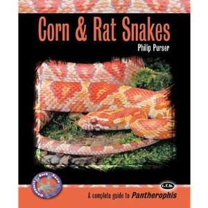  Corn And Rat Snakes