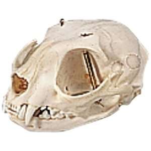 3B Scientific T30020 Cat Skull (Felis catus)  Industrial 