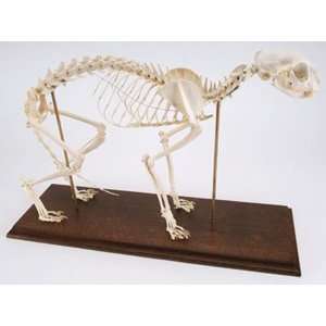 3B Scientific T30039 Cat Skeleton (Felis Catus), Flexibly Mounted 