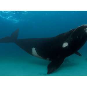  Southern Right Whale Hovers Inches over the Sandy Seafloor 