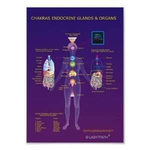  Chakras Endocrine Glands and Organs Poster