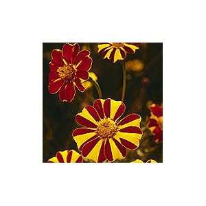  Organic Pinwheel Marigold   100 Seeds   Heirloom Patio 
