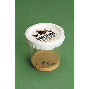 Painted Lady Butterfly Live Culture Coupon  Industrial 