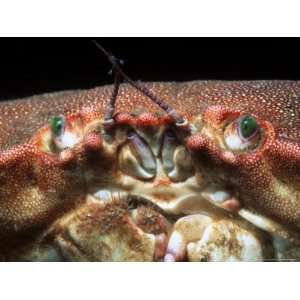  Edible Crab, Close up of Face, UK Giclee Poster Print 