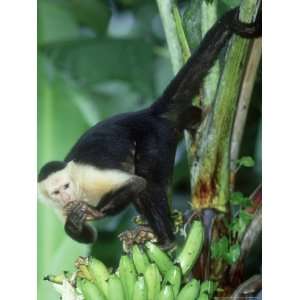  White Faced Capuchin, Eating, Costa Rica Photographic 