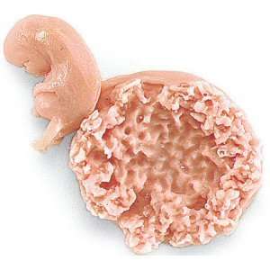    Nasco   Human Fetus Replica   7 8 Week Industrial & Scientific