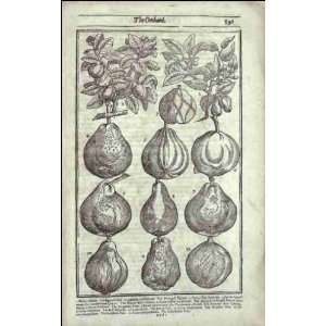  Reprint Quince and Pear 1656