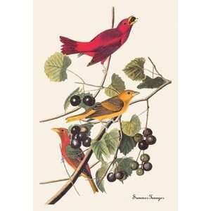 Summer Tanager   Paper Poster (18.75 x 28.5) Sports 