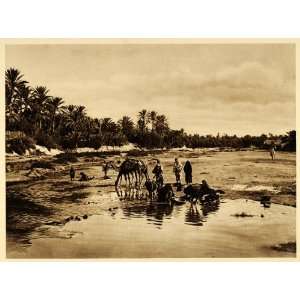  1924 Camel People Gabes Oasis Tunisia Lehnert Landrock 