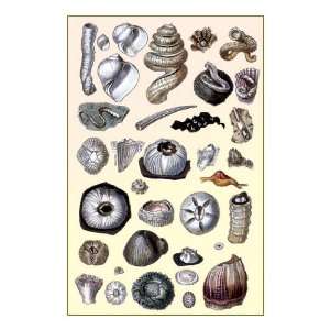  Shells Annelides and Cirripedes 28x42 Giclee on Canvas 