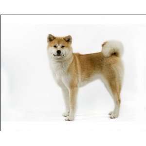 Dog   Akita / Akita Inu. Also known as Japanese Akita Photographic 