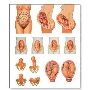 3B Scientific V2068U Position of The Child before Birth Anatomical 