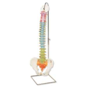 3B Scientific Didactic Flexible Spine Health & Personal 