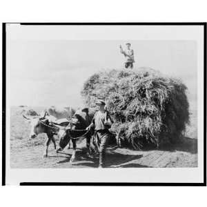  Yoked Oxen,Wagon of Hay,2 men,1930 40,Georgi Zelma
