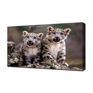  Snow Leopard Cubs   Canvas Art   Framed Size 32x48 