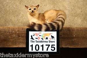 10175 N. American Ring Tailed Cat Taxidermy Mount RingtailFox 