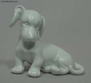 Beautiful White Austrian Porcelain Dachshund Puppy  