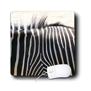   Photography   Zebra Body  Animals  Nature Photography   Mouse Pads