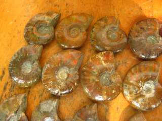 30 NATURAL BEAUTIFUL ammonite RAINBOW FOSSIL SPECIMEN  