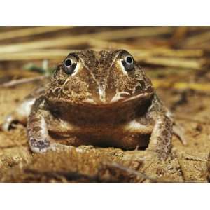  Close View of a Burrow Dwelling New Holland Frog Stretched 