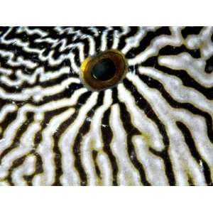  Giant Puffer Fish Eye, Komodo, Indonesia Photos To Go 
