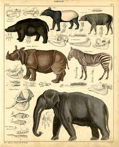 1843 OKEN HC LITH. FOLIO zebra, elephant, rhino, hippo  