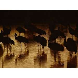  Whooping Cranes Silhouetted as They Wade Through the Water 