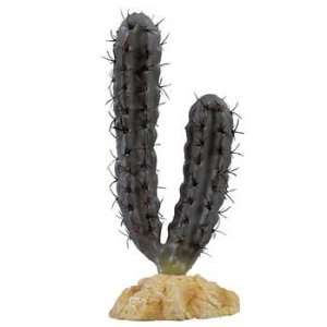   Inch Desert Series Cactus Terrarium Plant, Lady Finger