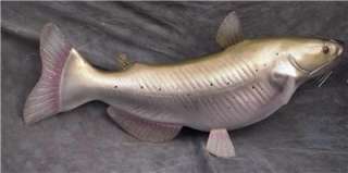 NEW XXL 3 ft Channel Catfish Mount Quality A+  