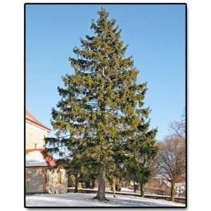  PICEA ABIES   Norway Spruce 