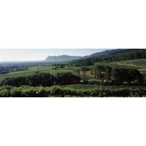  Vineyard with Mountains, Constantiaberg, Constantia, Cape Winelands 