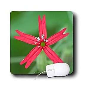   Park Wildflowers   Pink Fire Wildflower   Mouse Pads Electronics