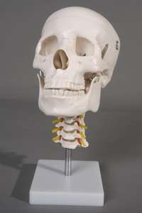 Human Skull with Cervical Spine, Skulls, NEW  