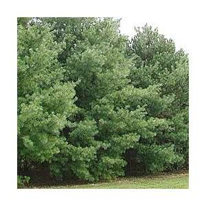  White Pine tree 12 inch bareroot Patio, Lawn & Garden