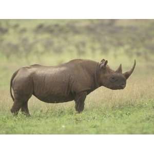 com Black Rhinoceros on the Ssvanna, Diceros Bicornis, Kenya, Africa 
