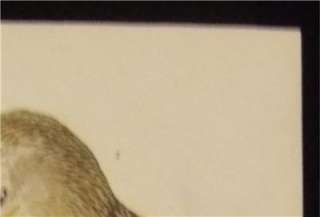 Wilson Antique Bird Print Engraving Falcon Owls 1832  