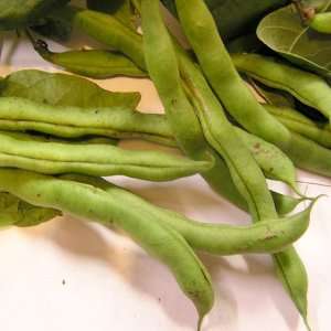  100+ Seeds, Bush Bean Contender (Phaseolus vulgaris 