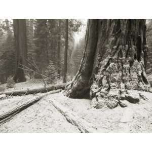  Snow Dusted Giant Redwood Tree Trunk in Sequoia National 