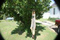 Wild Illinois Grey fox pelt 40 inch tip tp tip pelt/fur/hide/skin/pro 