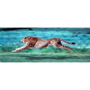  Cheetah Running by Getty Images. Size 36.00 X 12.00 Art 