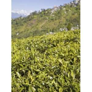  Happy Valley Tea Estate, Darjeeling, West Bengal, India 