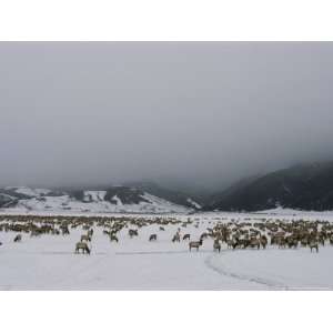  A Herd of Elk or Wapitis in Grand Teton National Park 