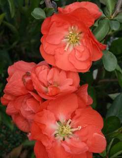 Double Take Orange Storm Flowering Quince   Chaenomeles  