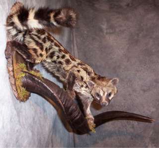 STUNNING AFRICAN GENET CAT TAXIDERMY MOUNT WILDLIFE ART  
