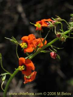   latin name alonsoa meridionalis l f o kunze family scrophulariaceae