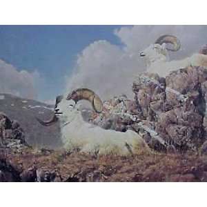  Nancy Glazier   Dall Sheep   Primrose Ridge