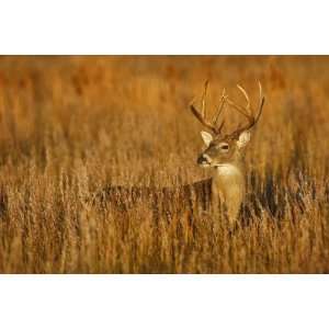   Deer in Grassland, Texas, USA by Larry Ditto, 96x144