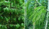 Mexican Weeping Pine Tree (Pinus patula)   50+ SEEDS  