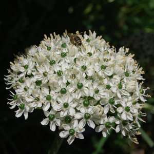  5 White Nigrum Allium Flower Bulbs 10/12 PERENNIAL 