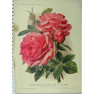   1908 Hybrid Perpetual Rose Pride Waltham Red Flowers